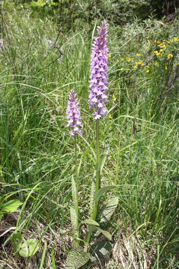 Dactylorhiza fuchsii